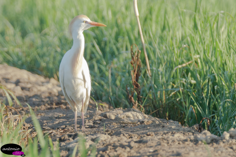 Aves en el Delta.