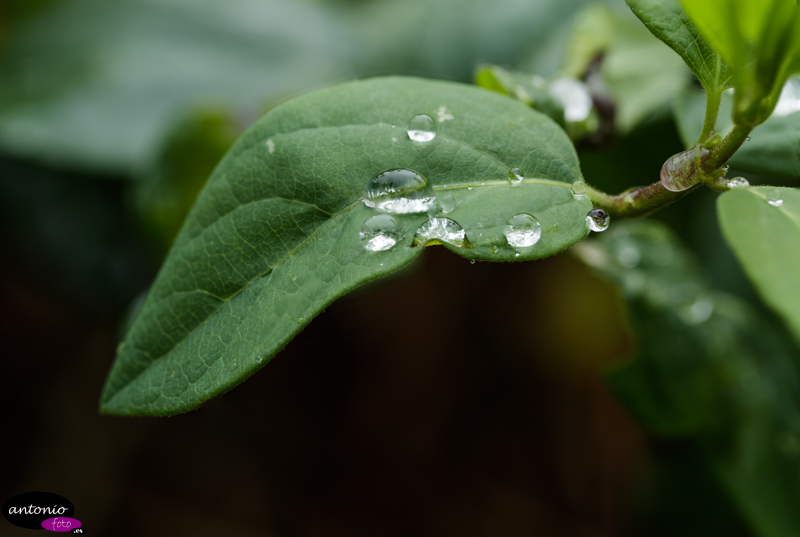 Gotas de lluvia que al caer…