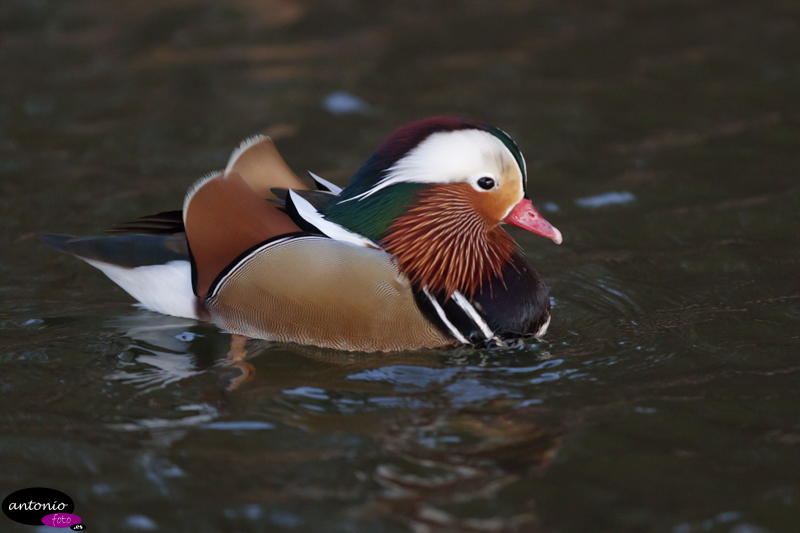 pato mandarín (Aix galericulata) en Cambrils